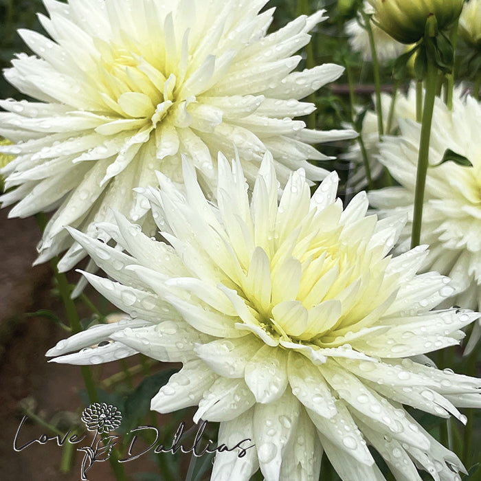 Love Dahlias Dahlia Tubers Bulbs South Africa White Cactus