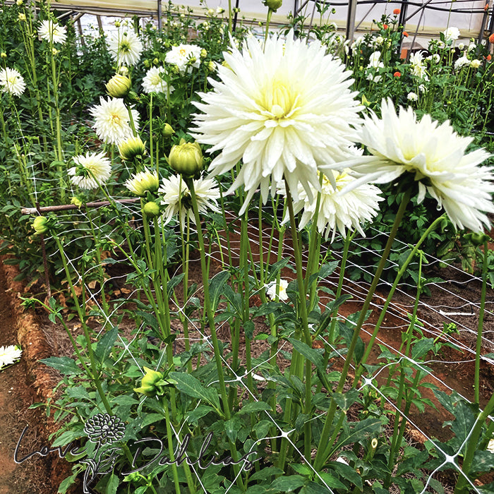 Love Dahlias Dahlia Tubers Bulbs South Africa White Cactus