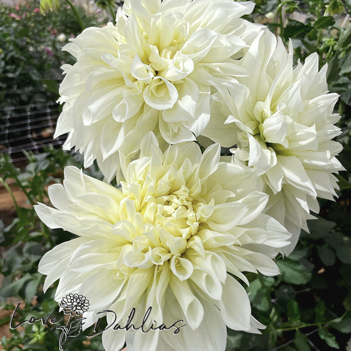 Love Dahlias Dahlia Tubers Bulbs South Africa White Perfection