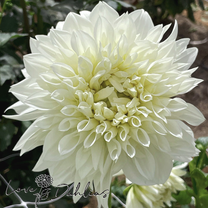 Love Dahlias Dahlia Tubers Bulbs South Africa White Perfection