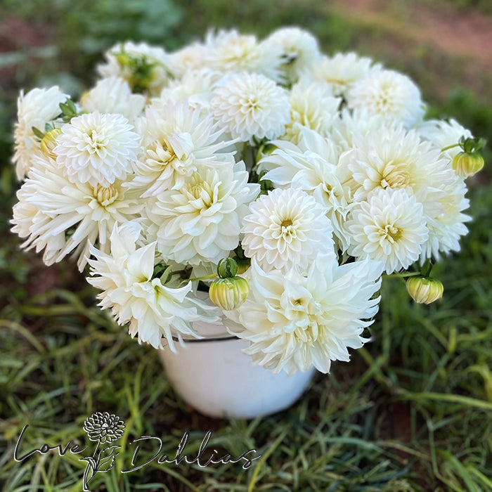 Love Dahlias Dahlia Tubers Bulbs South Africa White Satin Collection