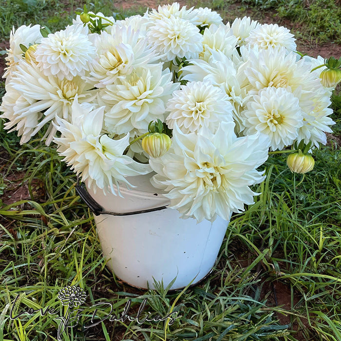 Love Dahlias Dahlia Tubers Bulbs South Africa White Satin Collection