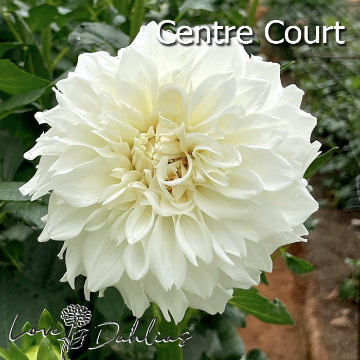 Love Dahlias Dahlia Tubers Bulbs South Africa White Satin Collection