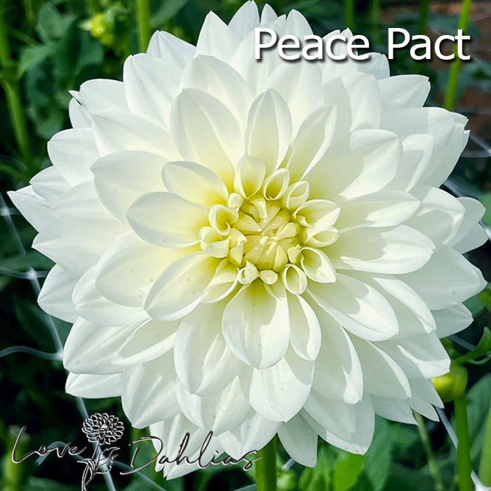 Love Dahlias Dahlia Tubers Bulbs South Africa White Satin Collection