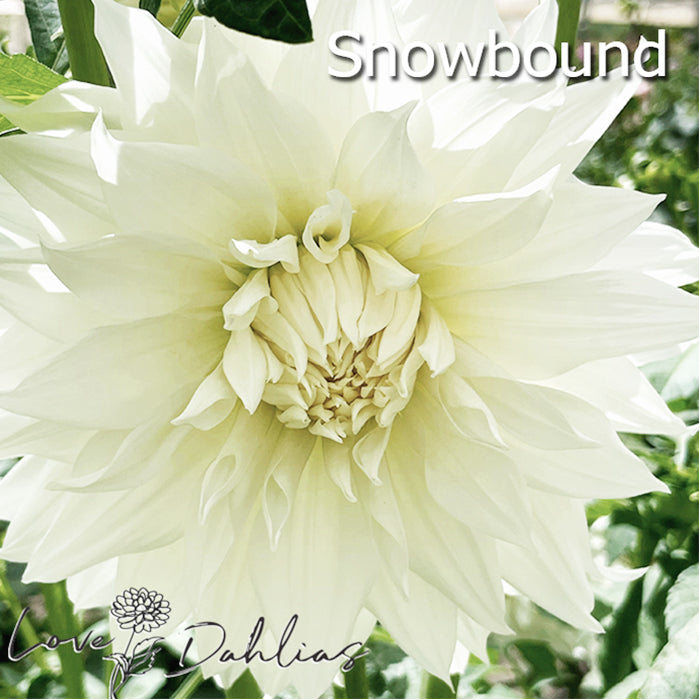 Love Dahlias Dahlia Tubers Bulbs South Africa White Satin Collection