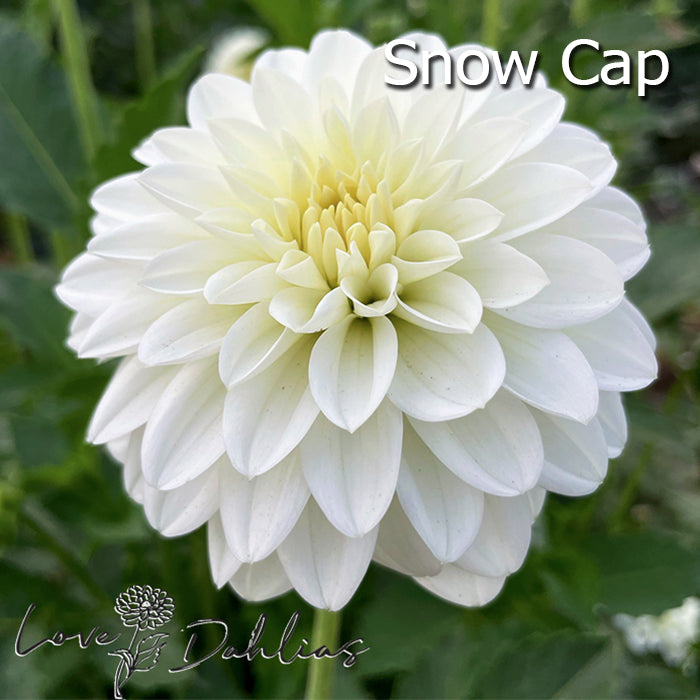 Love Dahlias Dahlia Tubers Bulbs South Africa White Satin Collection