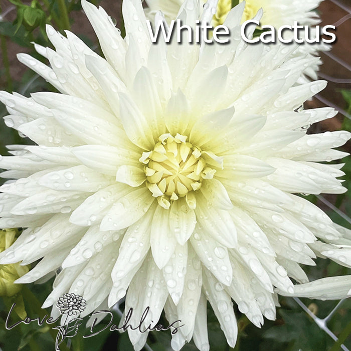 Love Dahlias Dahlia Tubers Bulbs South Africa White Satin Collection