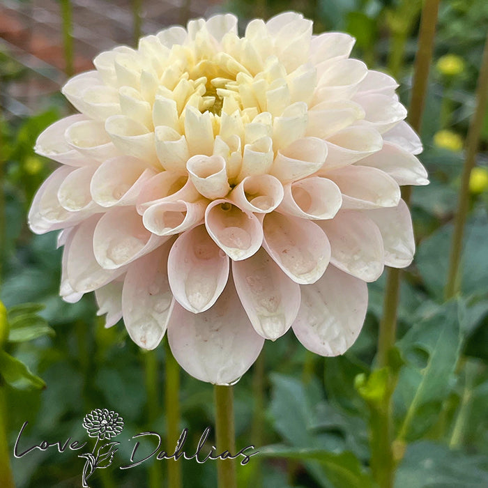 Love Dahlias Dahlia Tubers Bulbs South Africa White Wizard