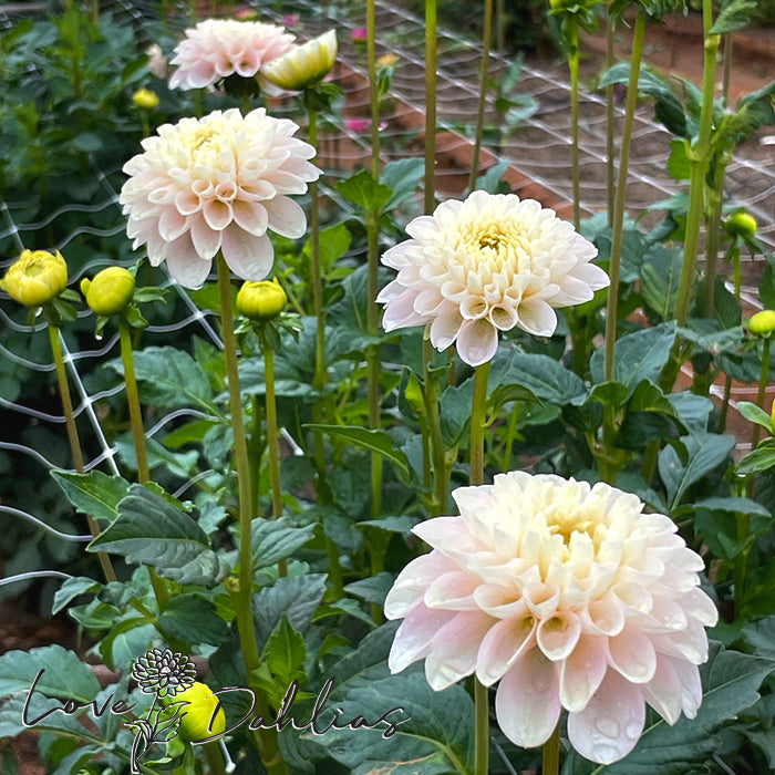 Love Dahlias Dahlia Tubers Bulbs South Africa White Wizard