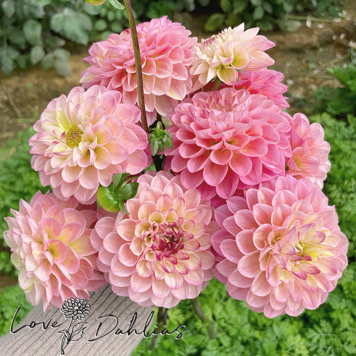 Love Dahlias Dahlia Tubers Bulbs South Africa Wine Eyed Jill