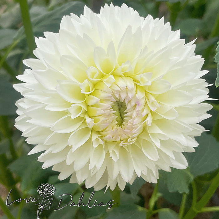 Love Dahlias Dahlia Tubers Bulbs South Africa Wittem