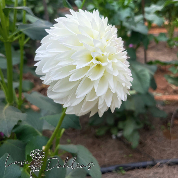 Love Dahlias Dahlia Tubers Bulbs South Africa Wittem