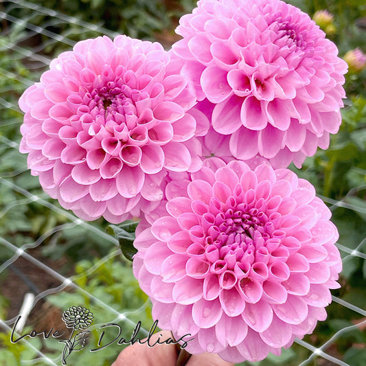 Love Dahlias Dahlia Tubers Bulbs South Africa Wizard of Oz