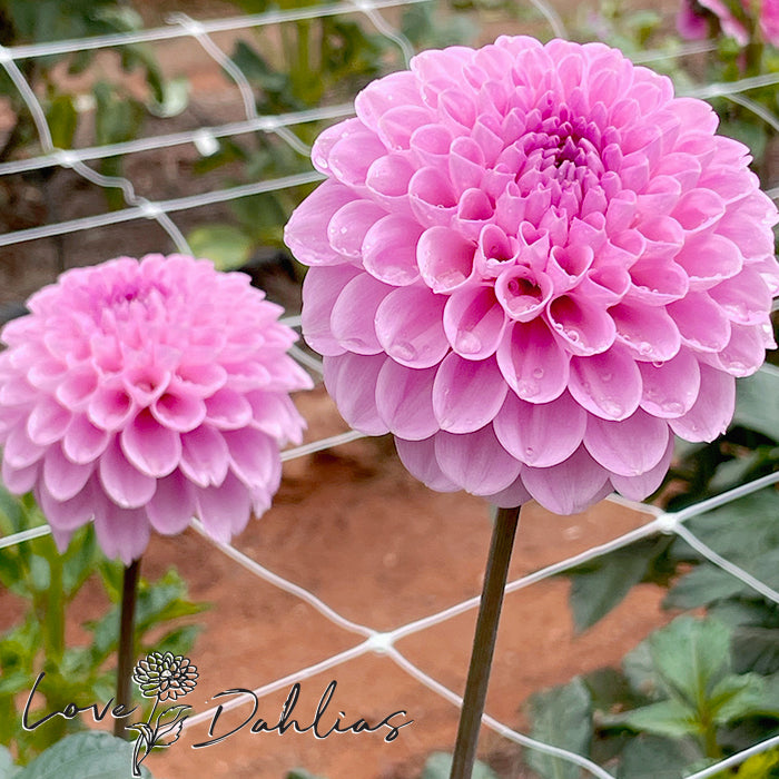 Love Dahlias Dahlia Tubers Bulbs South Africa Wizard of Oz