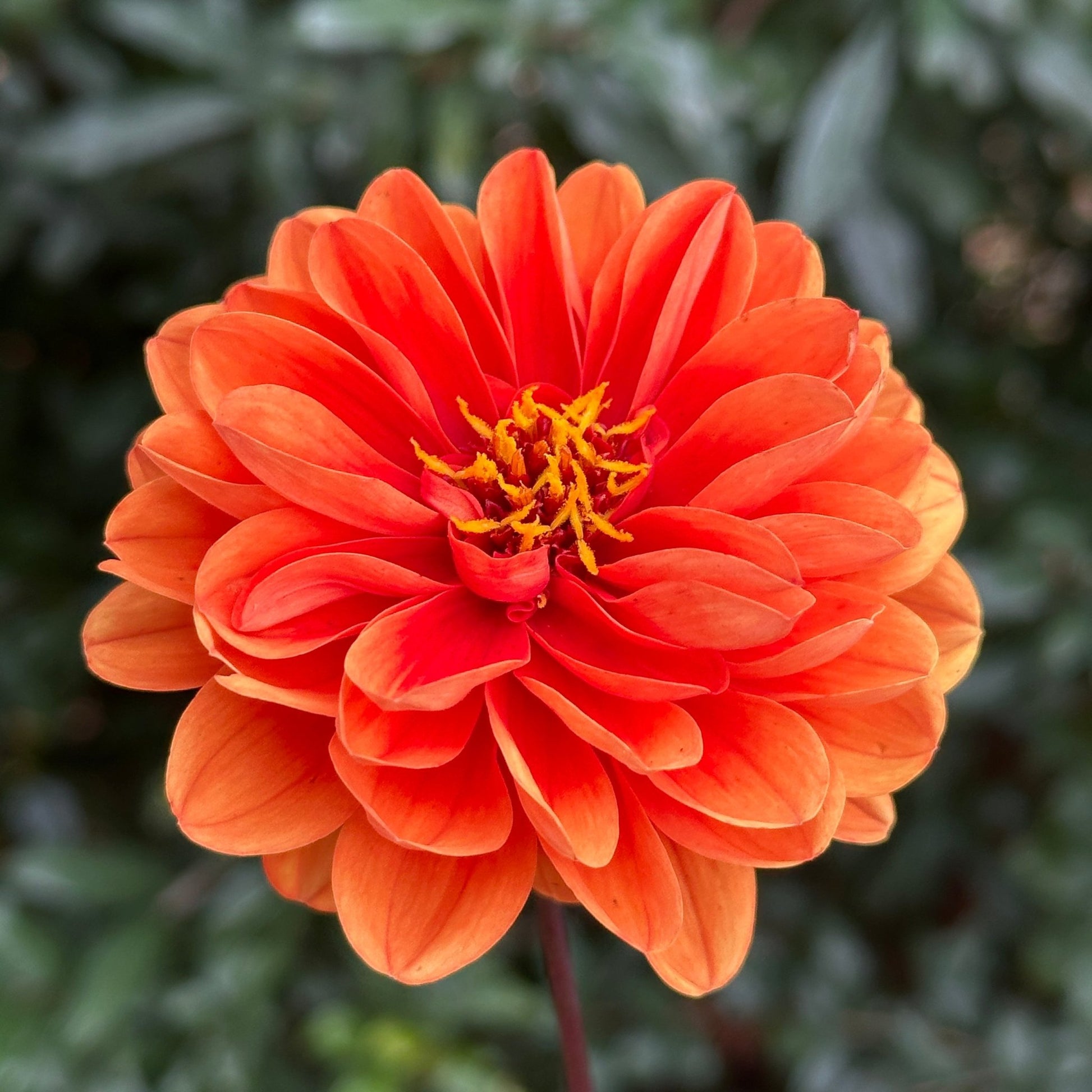 Dalaya Apricot with Red Eye Dahlia Tuber - Love Dahlias - south - africa - flower - bulbs