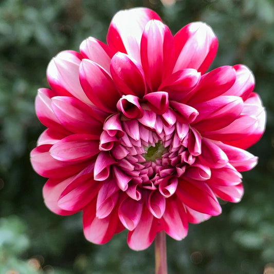 Dalaya Jadoo Dahlia Tuber - Love Dahlias - south - africa - flower - bulbs