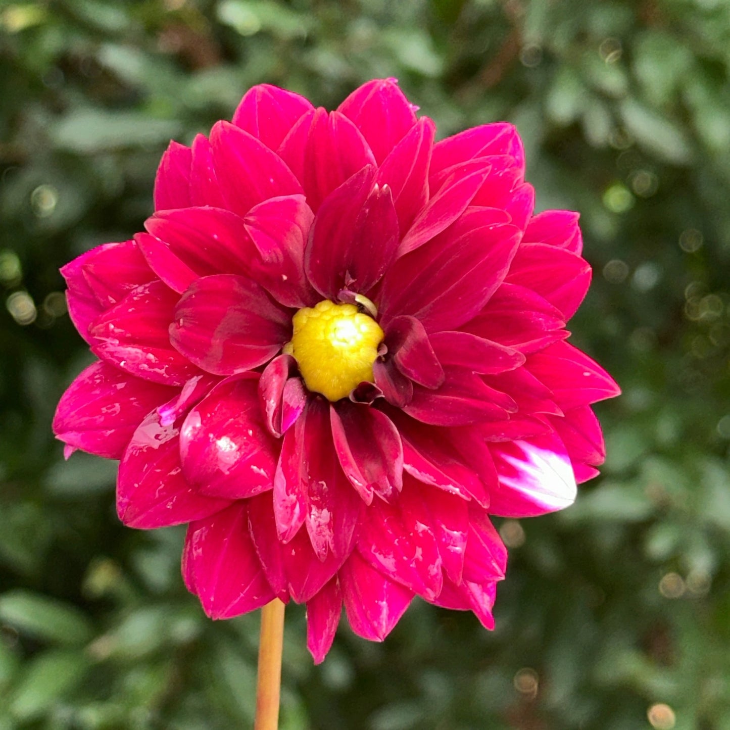 Dalaya Maxi Cancun Dahlia Tuber - Love Dahlias - south - africa - flower - bulbs