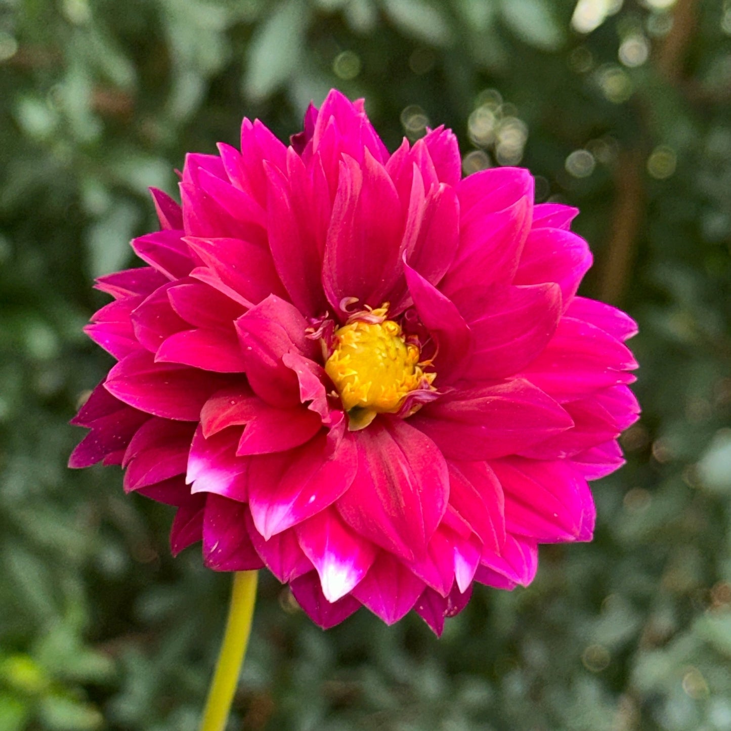 Dalaya Maxi Cancun Dahlia Tuber - Love Dahlias - south - africa - flower - bulbs