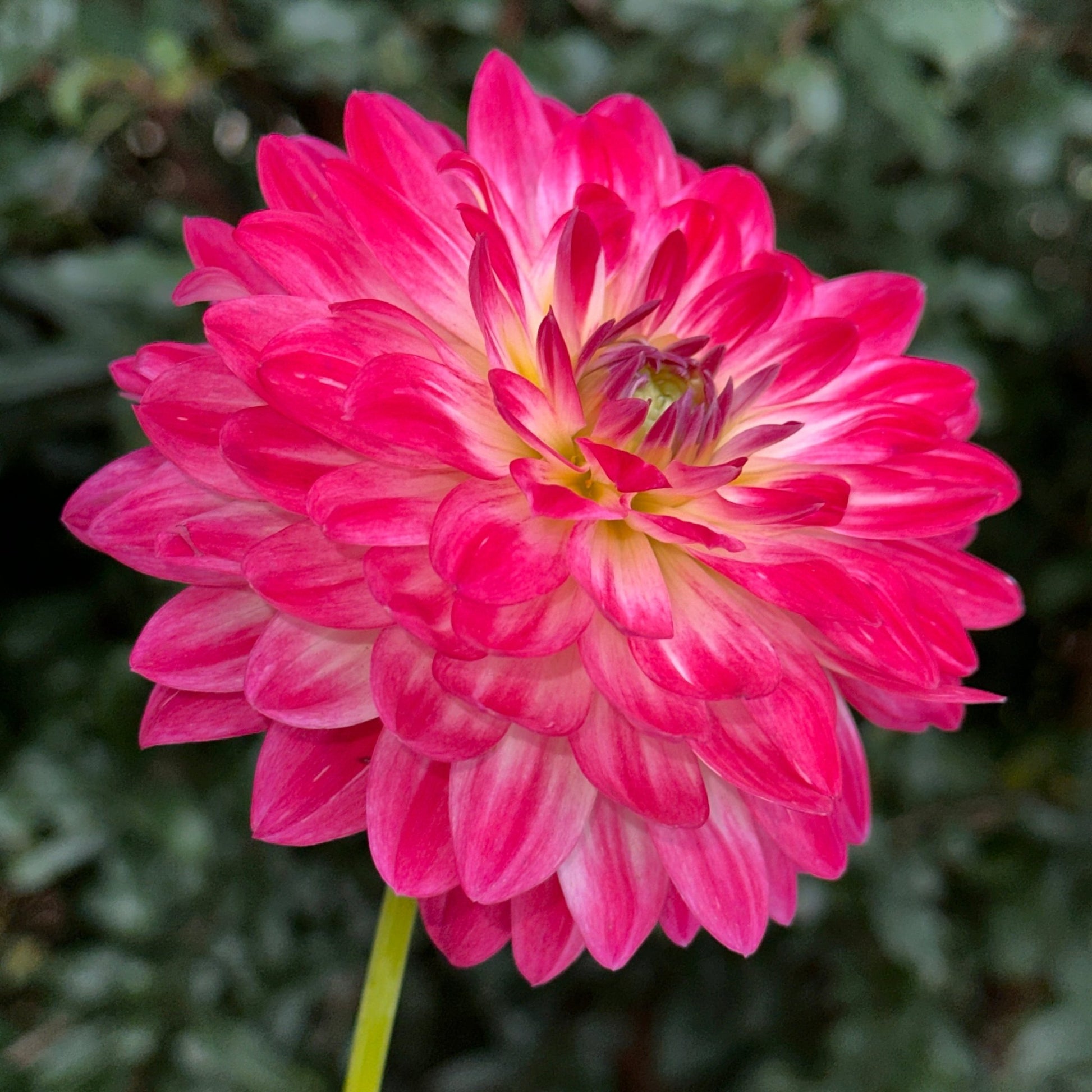 Dalaya Maxi Cherry Dahlia Tuber - Love Dahlias - south - africa - flower - bulbs