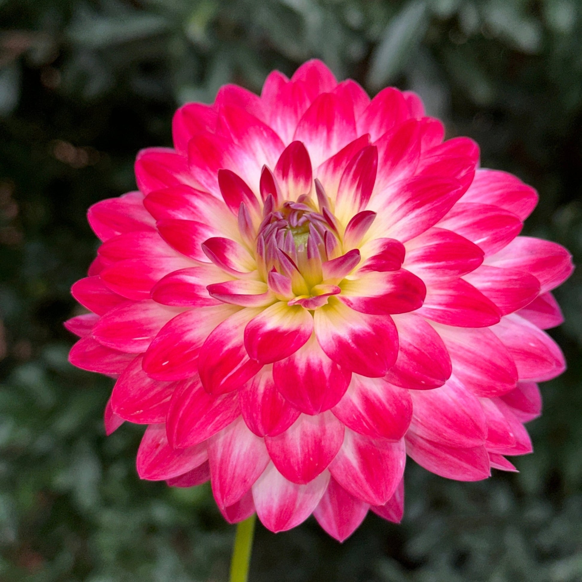 Dalaya Maxi Cherry Dahlia Tuber - Love Dahlias - south - africa - flower - bulbs