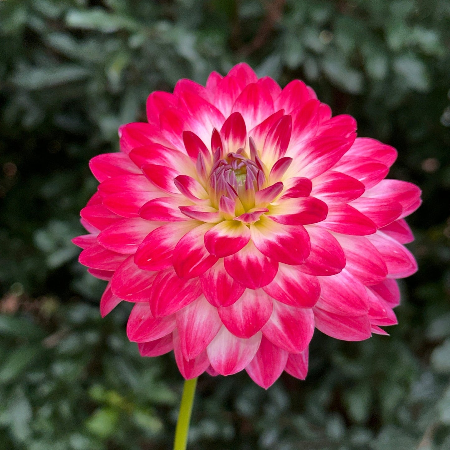 Dalaya Maxi Cherry Dahlia Tuber - Love Dahlias - south - africa - flower - bulbs