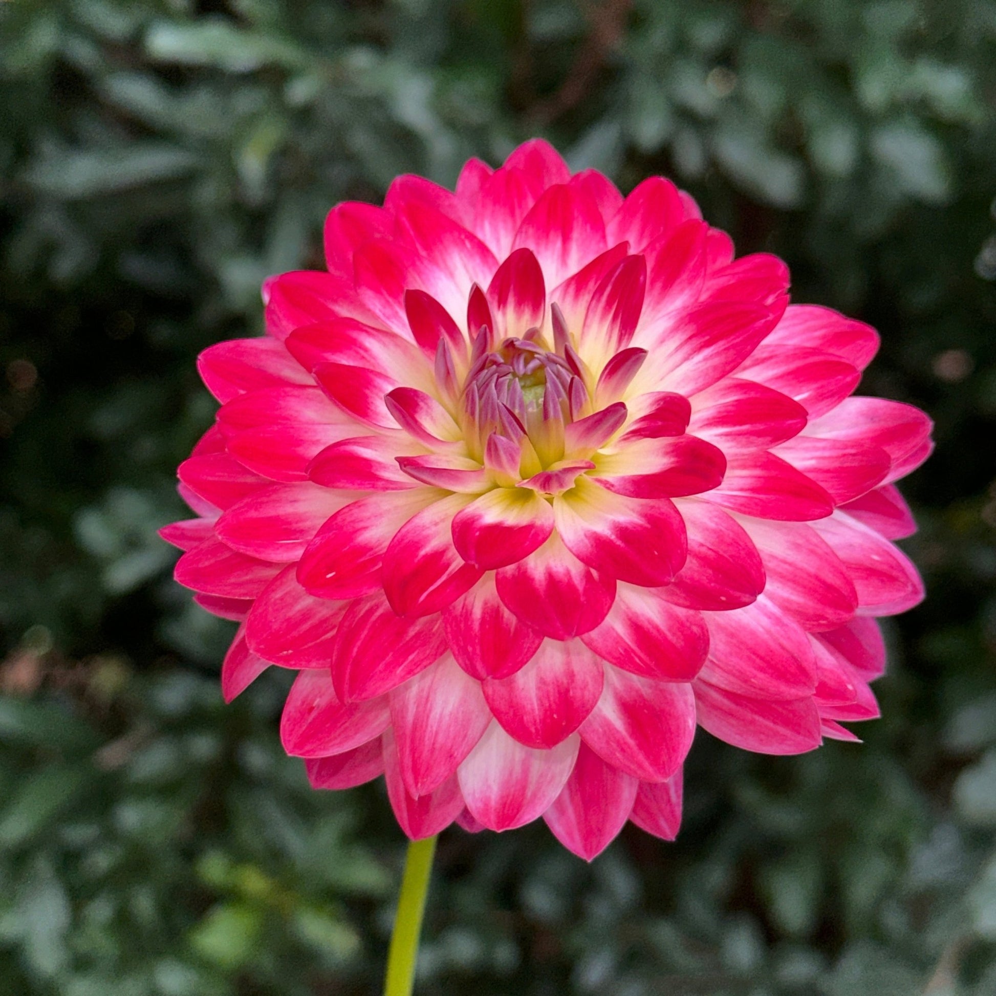 Dalaya Maxi Cherry Dahlia Tuber - Love Dahlias - south - africa - flower - bulbs