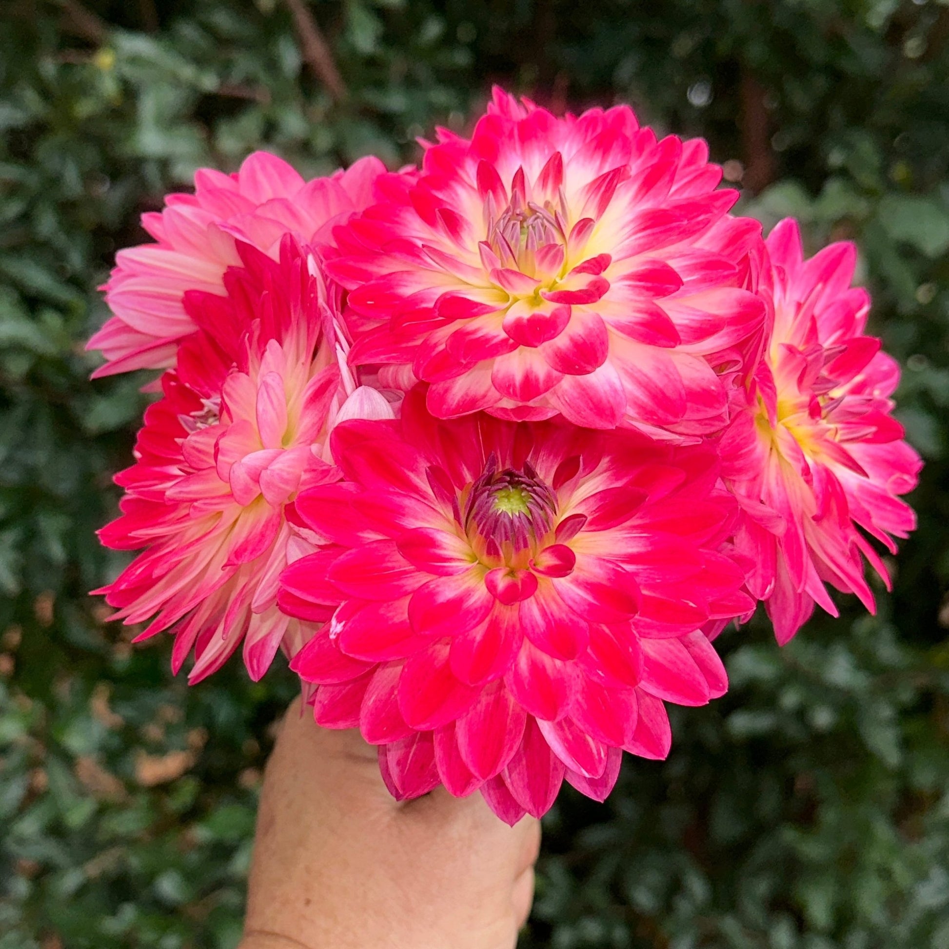 Dalaya Maxi Cherry Dahlia Tuber - Love Dahlias - south - africa - flower - bulbs