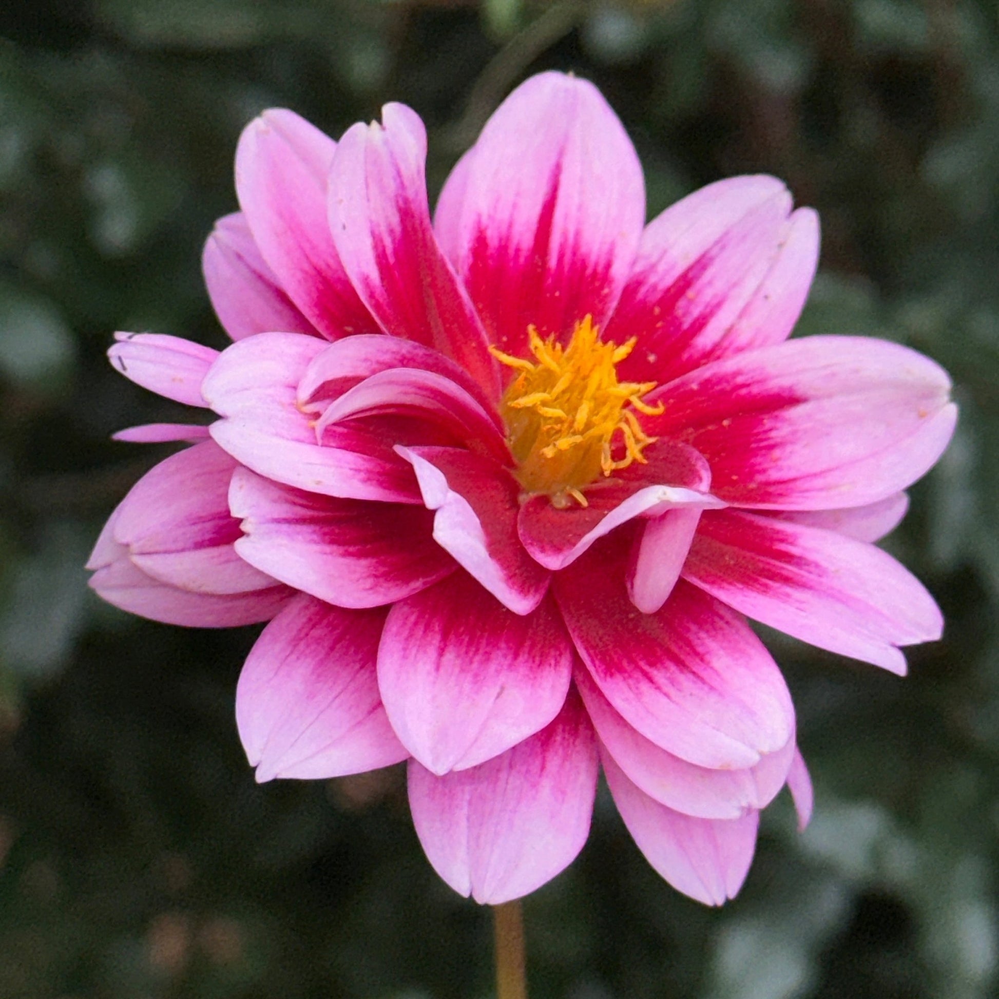 Dalaya Yogi Dahlia Tuber - Love Dahlias - south - africa - flower - bulbs