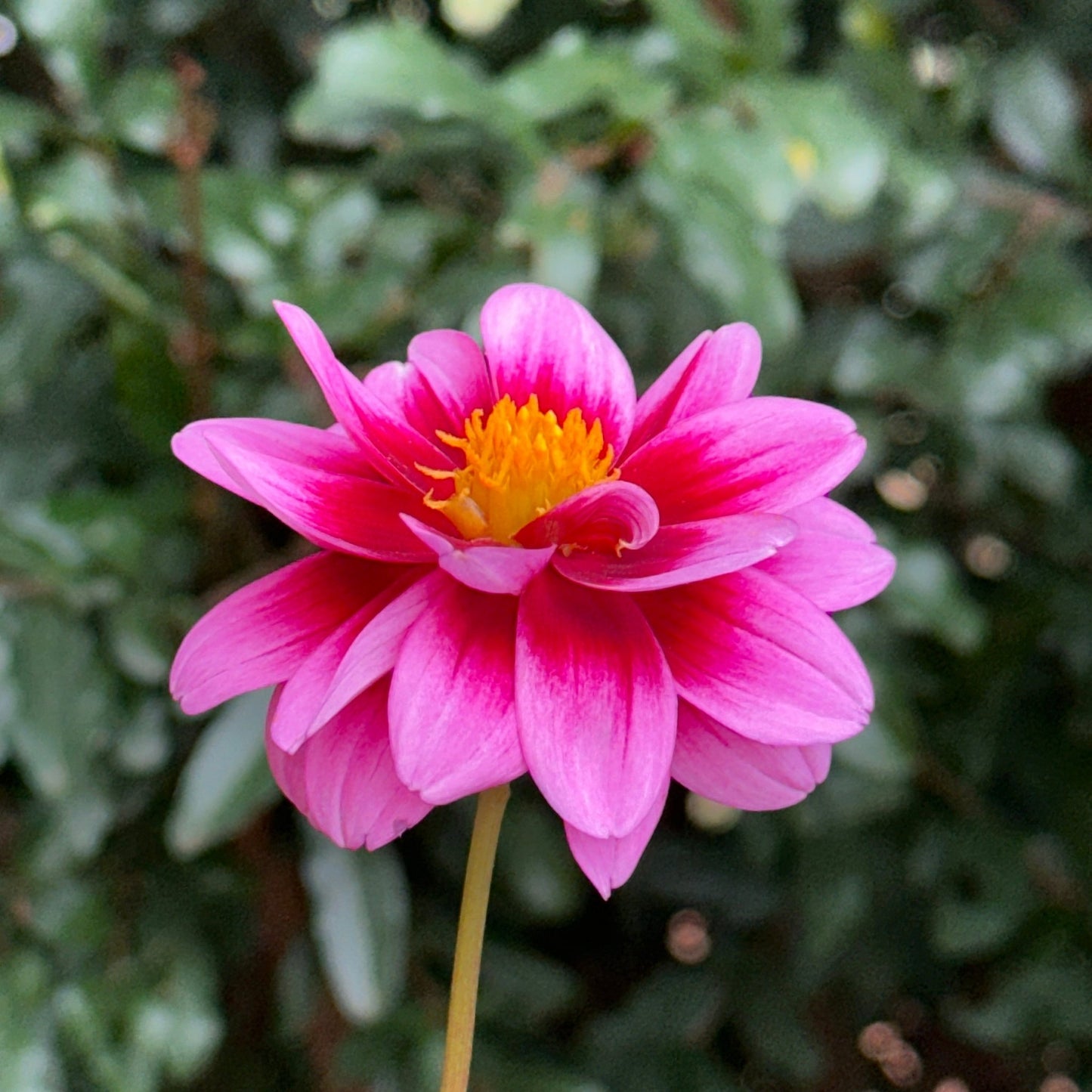 Dalaya Yogi Dahlia Tuber - Love Dahlias - south - africa - flower - bulbs