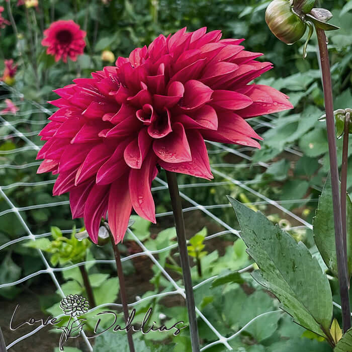 Danique Dahlia Tuber - Love Dahlias - south - africa - flower - bulbs