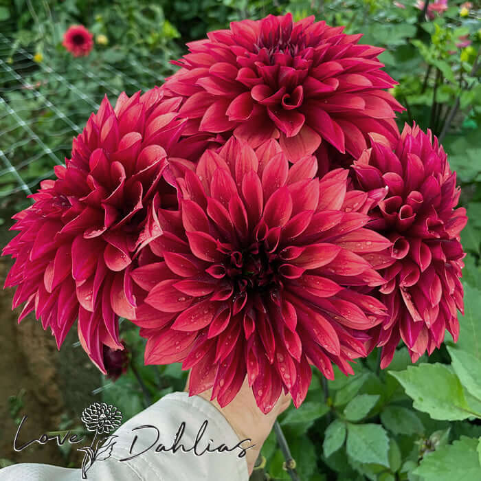 Danique Dahlia Tuber - Love Dahlias - south - africa - flower - bulbs