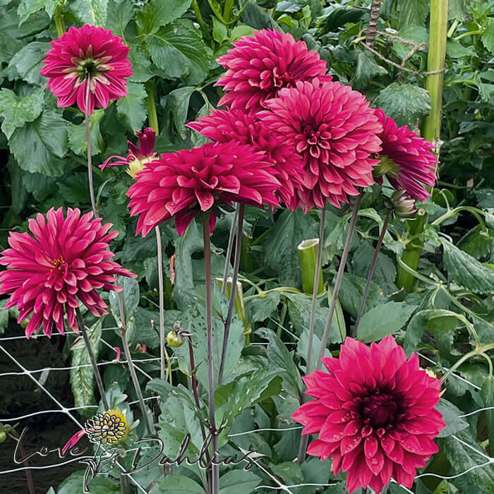 Danique Dahlia Tuber - Love Dahlias - south - africa - flower - bulbs