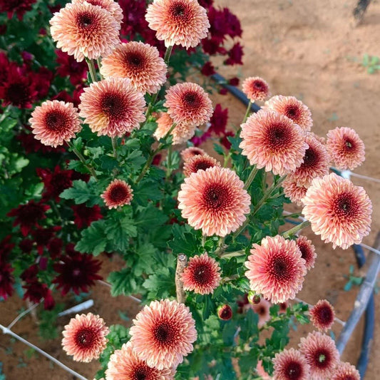 Dark Spot Heirloom Chrysanthemum 4 pack - Love Dahlias - south - africa - flower - bulbs