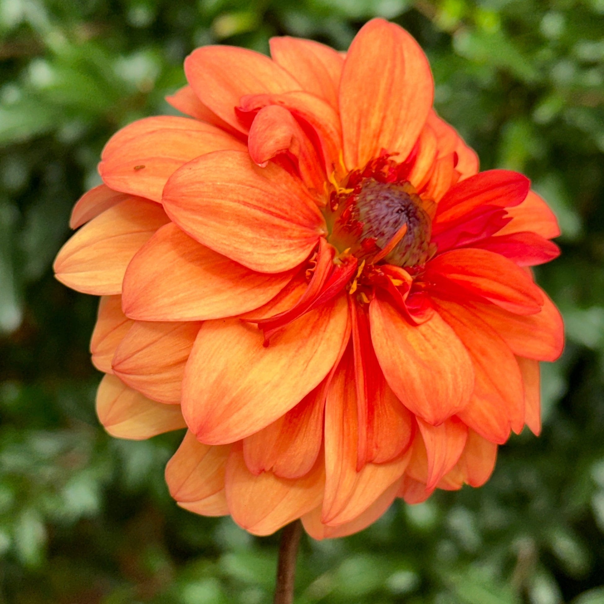 David Howard Dahlia Tuber - Love Dahlias - south - africa - flower - bulbs