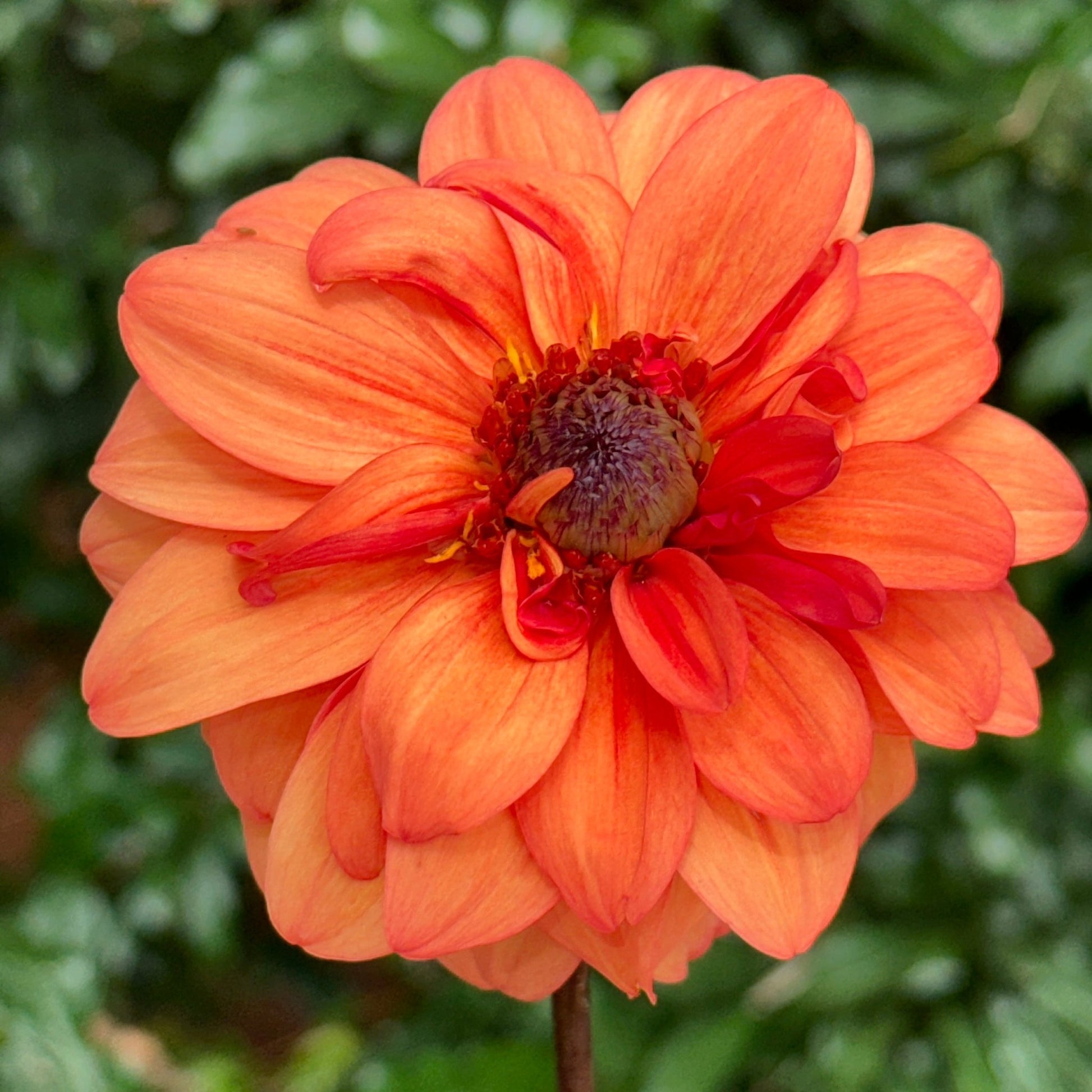 David Howard Dahlia Tuber - Love Dahlias - south - africa - flower - bulbs