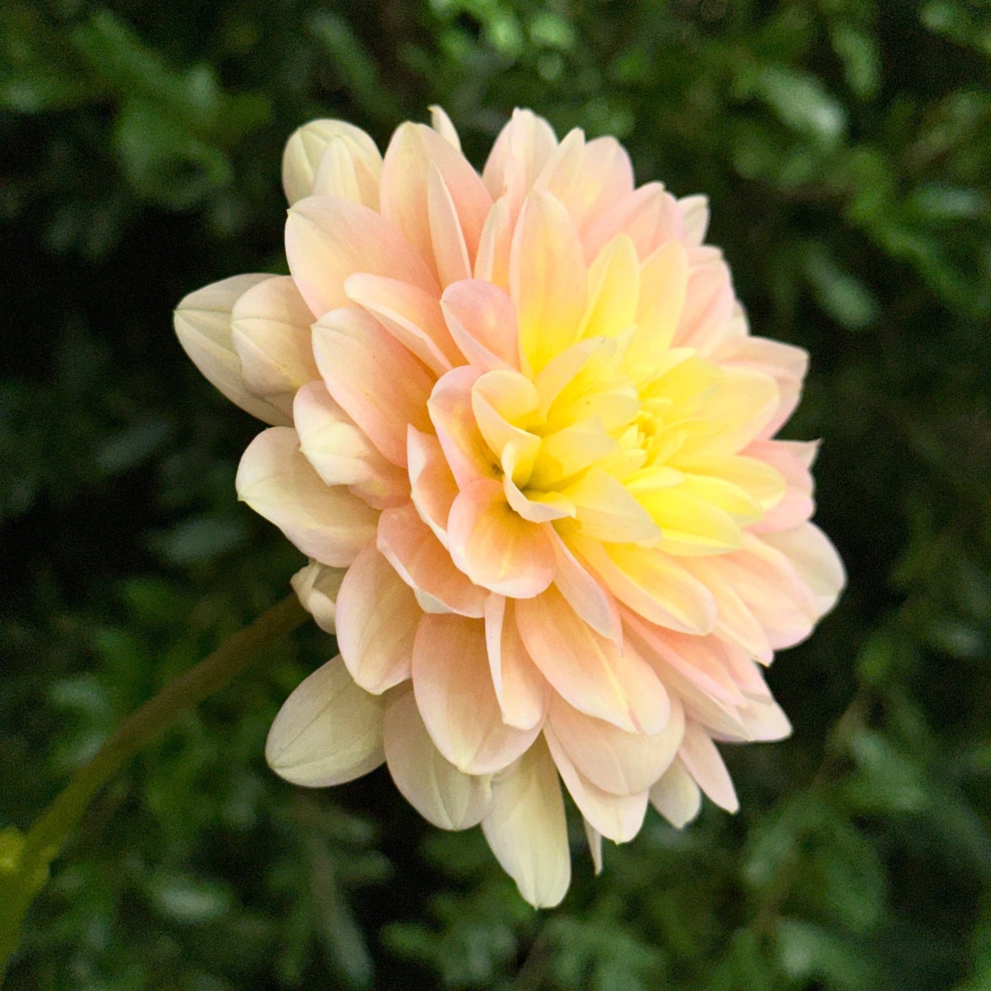 Day Dreamer Dahlia (Limit 1 p.p) - Love Dahlias - south - africa - flower - bulbs