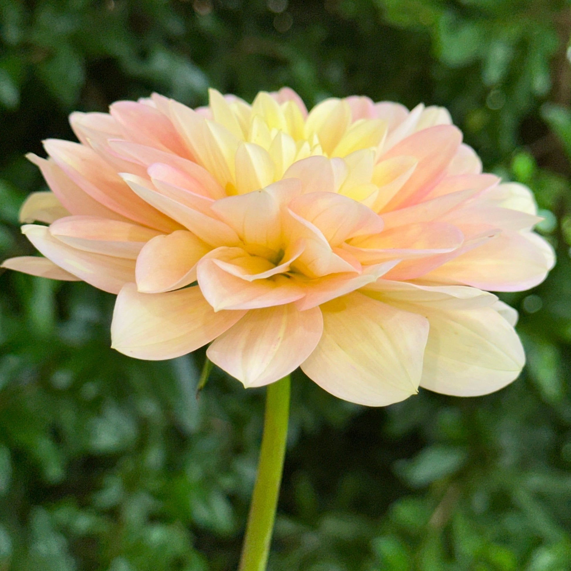 Day Dreamer Dahlia (Limit 1 p.p) - Love Dahlias - south - africa - flower - bulbs