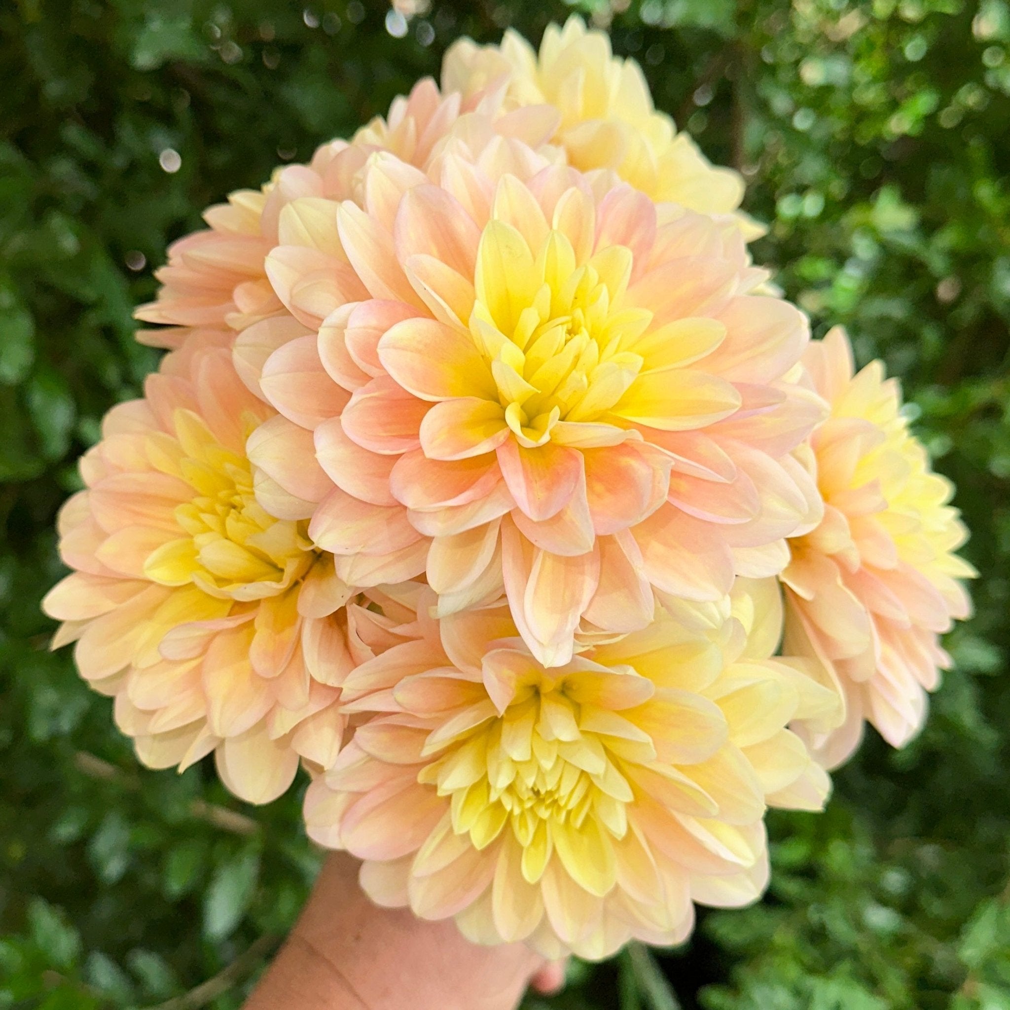 Day Dreamer Dahlia Tuber for Sale – Love Dahlias