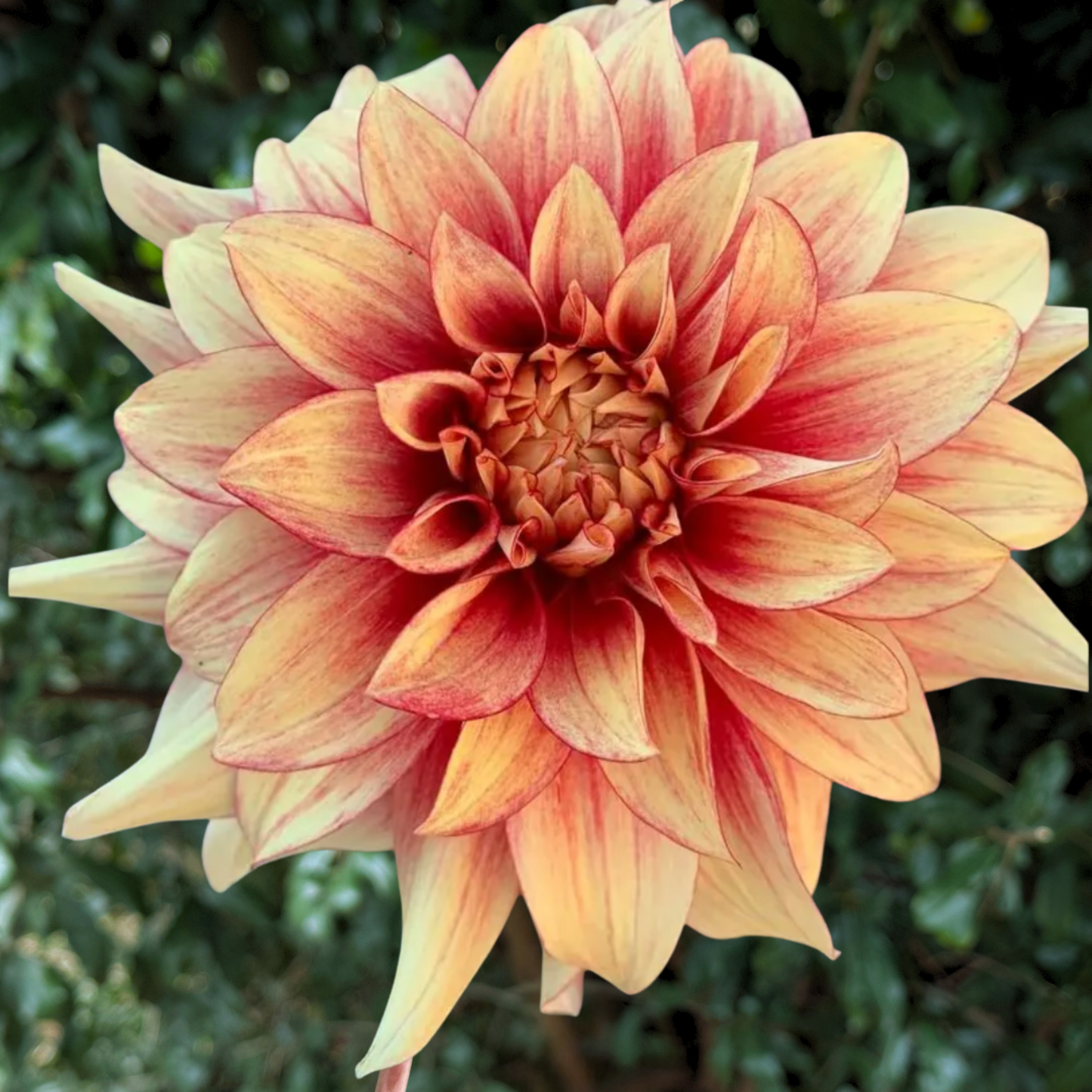 Dazzling Magic Dahlia Tuber | South Africa - Love Dahlias - south - africa - flower - bulbs