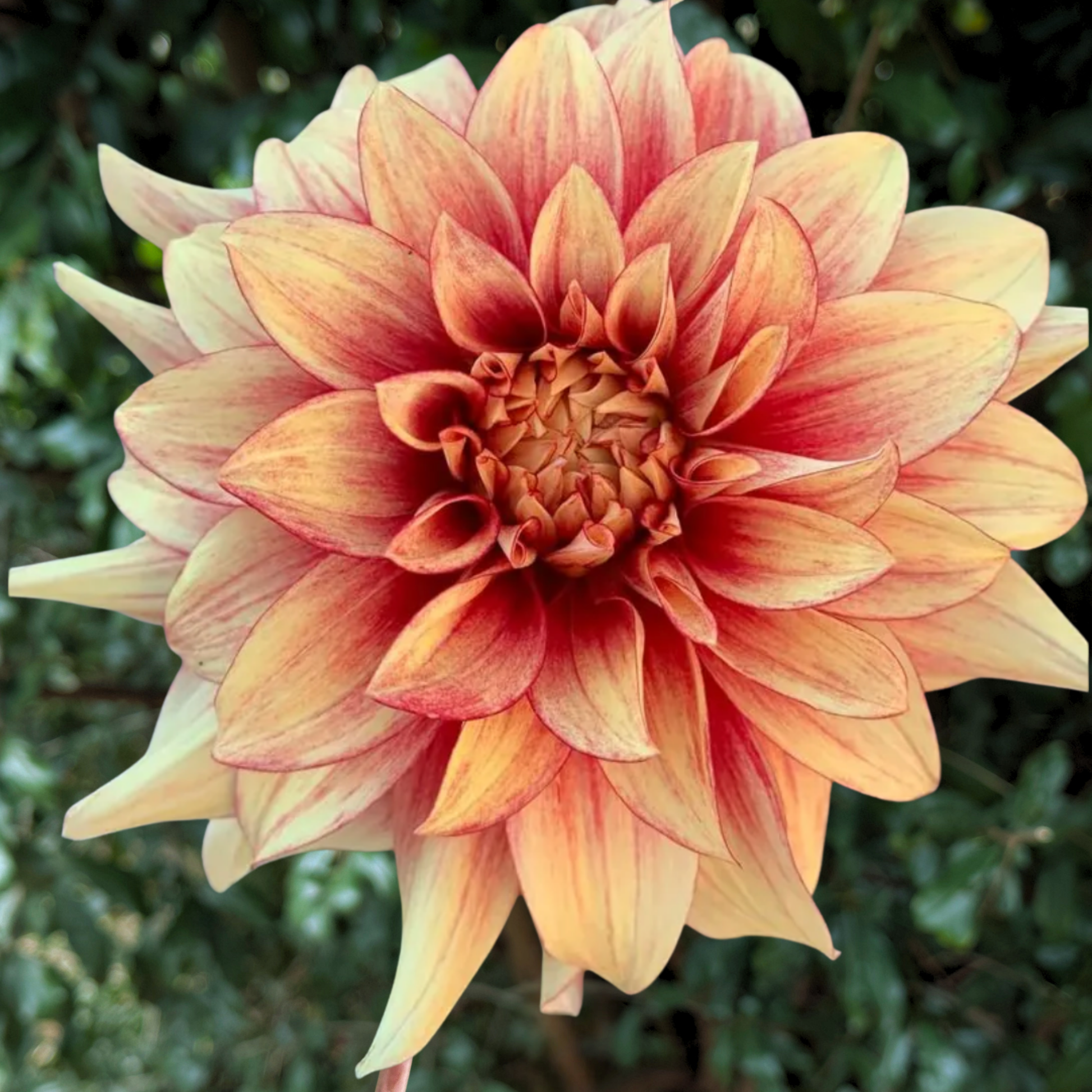 Dazzling Magic Dahlia Tuber | South Africa - Love Dahlias - south - africa - flower - bulbs