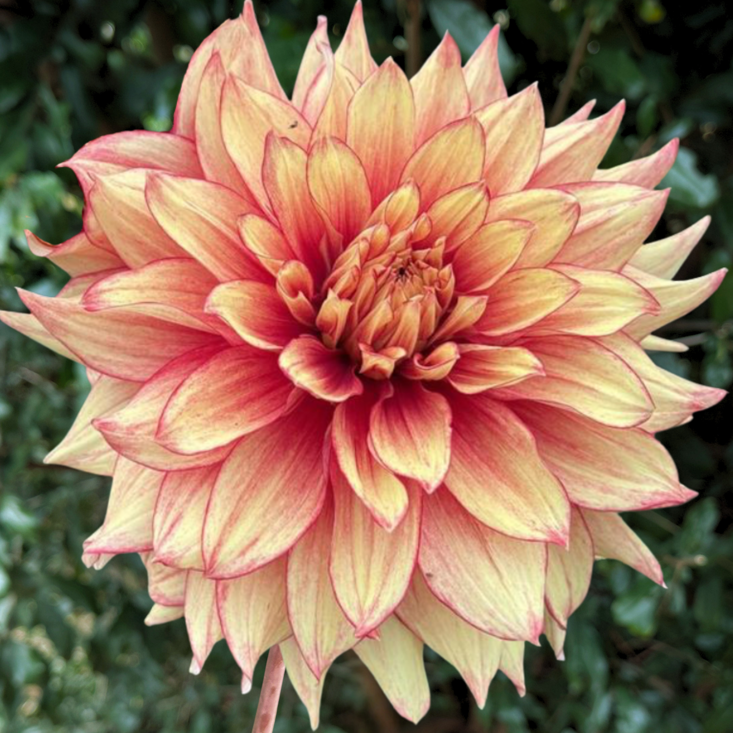 Dazzling Magic Dahlia Tuber | South Africa - Love Dahlias - south - africa - flower - bulbs
