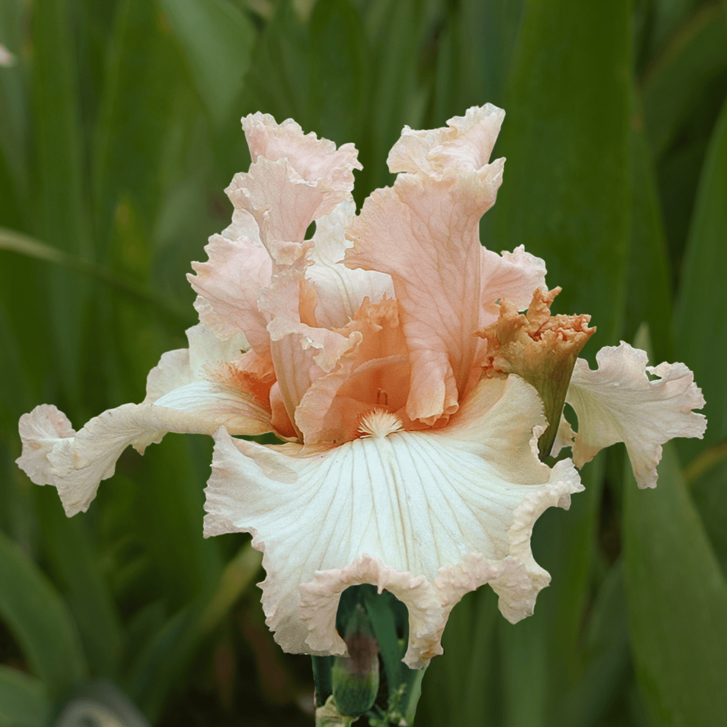 Désiris Bearded Iris (Coming in 2028) - Love Dahlias-south-africa-flower-bulbs
