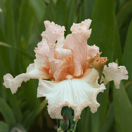 Désiris Bearded Iris (Coming in 2028) - Love Dahlias-south-africa-flower-bulbs