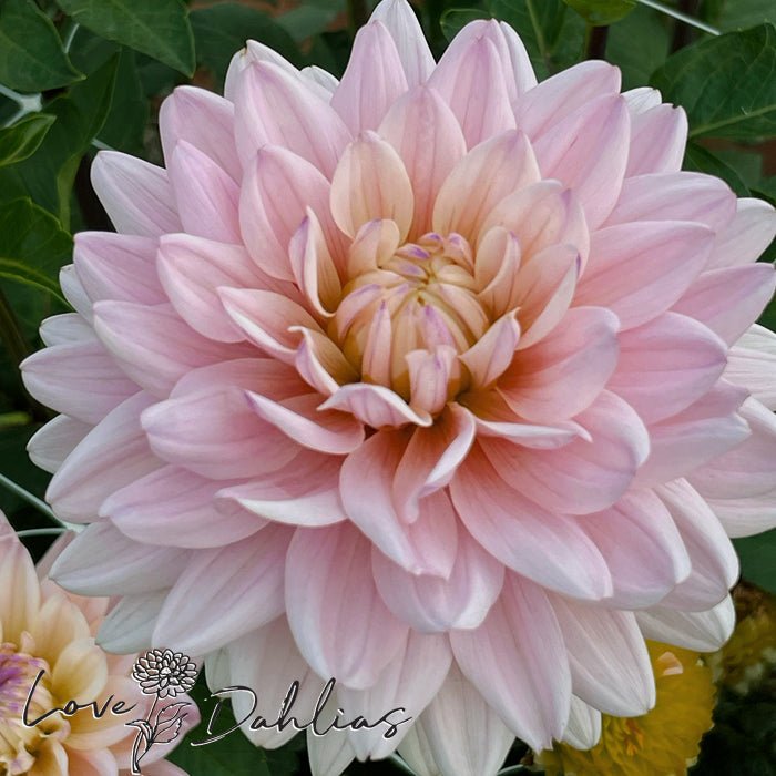 Pink Dahlias – Love Dahlias