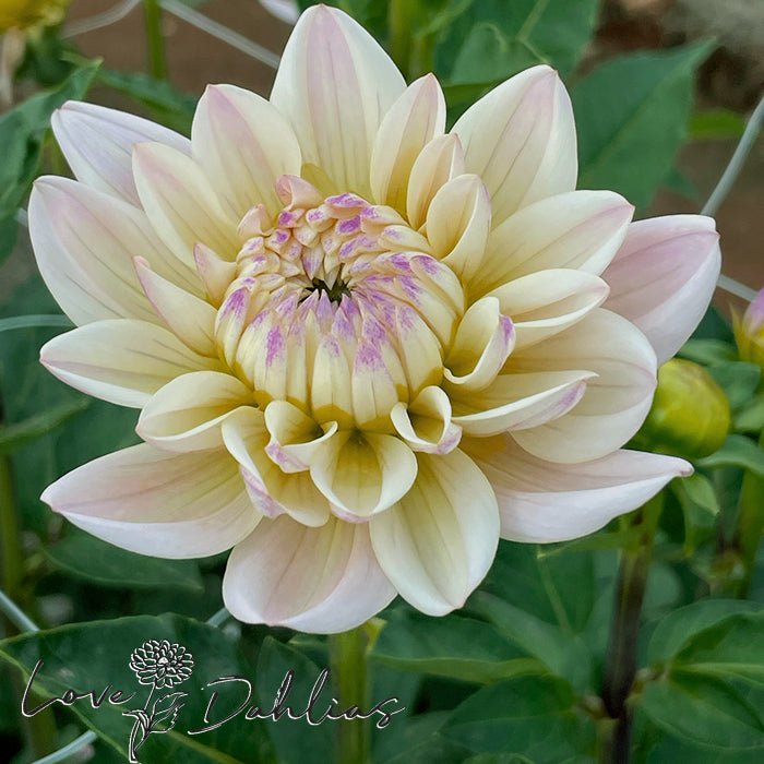 Diana's Memory Dahlia Tuber - Love Dahlias - south - africa - flower - bulbs