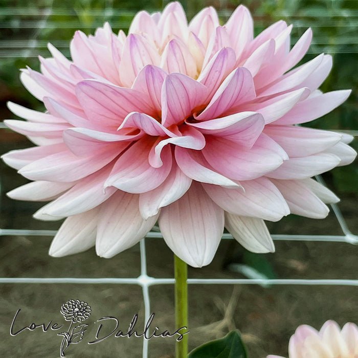 Diana's Memory Dahlia Tuber - Love Dahlias - south - africa - flower - bulbs