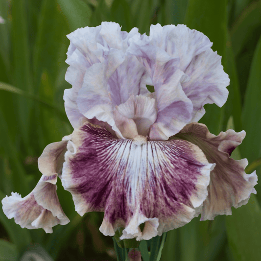 Die Laughing Bearded Iris (Coming in 2028) - Love Dahlias-south-africa-flower-bulbs