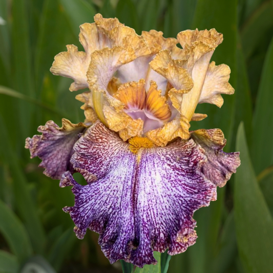 Dipped in Dots Bearded Iris (Coming in 2028) - Love Dahlias-south-africa-flower-bulbs