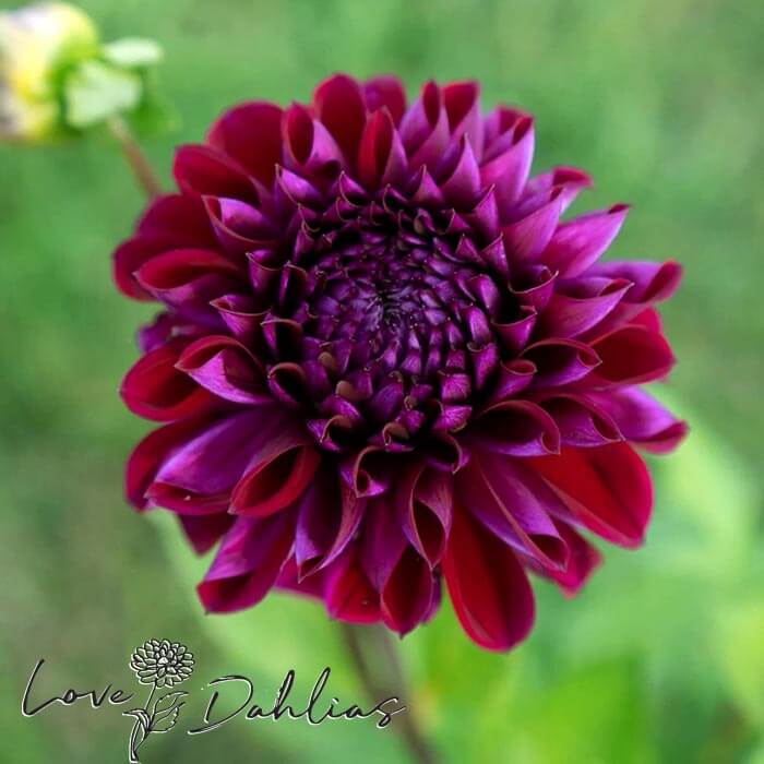 Diva Dahlia Tuber - Love Dahlias - south - africa - flower - bulbs