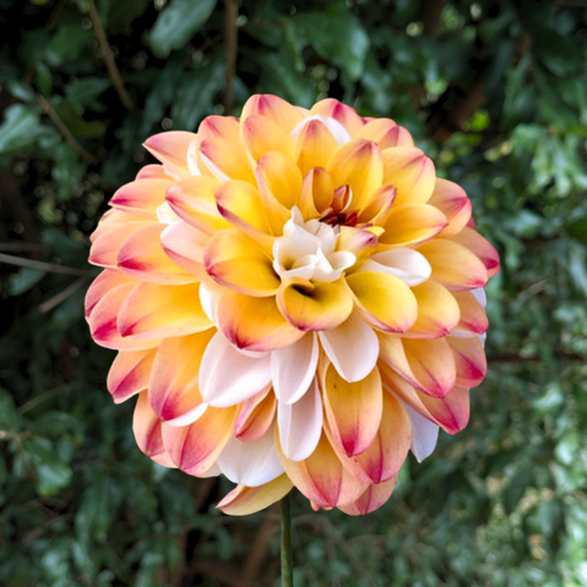 Double Jill Dahlia Tuber | South Africa - Love Dahlias - south - africa - flower - bulbs
